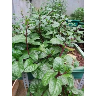 Hạt giống rau mồng tơi tím thái lan