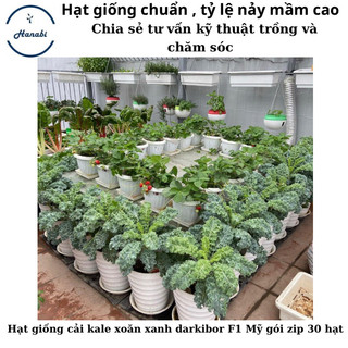 Hạt giống cải kale xoăn xanh Darkibor f1 mỹ