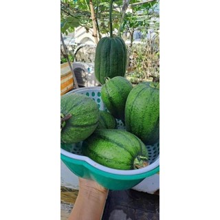 Hạt giống mướp táo