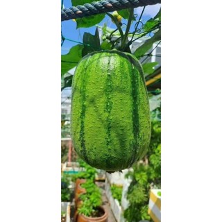 Hạt giống mướp táo