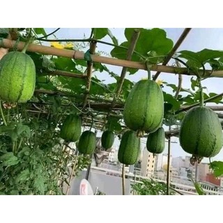 Hạt giống mướp táo