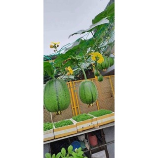 Hạt giống mướp táo