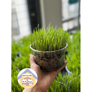 Cỏ lúa mạch trồng sẵn, cỏ tươi cho mèo giúp tiêu búi lông và bổ sung chất xơ