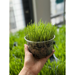 Cỏ lúa mạch trồng sẵn, cỏ tươi cho mèo giúp tiêu búi lông và bổ sung chất xơ Công dụng của Cỏ tươi cho mèo, cỏ lúa mạch