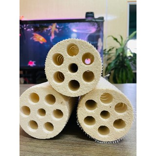 Sứ Củ Sen Mountain Tree Thế Hệ 3 (25cm x 8cm) 1 Thanh
