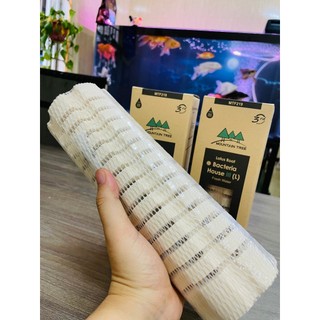 Sứ Củ Sen Mountain Tree Thế Hệ 3 (25cm x 8cm) 1 Thanh