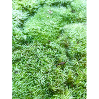 Rêu Cỏ Mây (Leucobryum Giganteum) Trang Trí Bình Terrarium