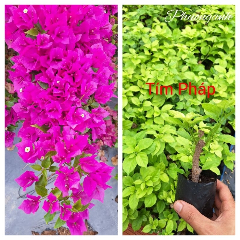 Cây giống hoa giấy Tím Pháp, cây giâm cành nguyên bản, ( BẦU GIỐNG CHƯA HOA).