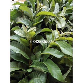 Lá ổi khô nhà trồng sạch,an toàn loại 1
