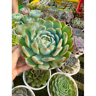 Sen đá Size trung/tô/bầu ngẫu nhiên