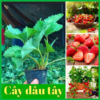   Combo 10 Cây Dâu Tây Strawberry Hana – Giống Dâu Đặc Sản Trồng Tại Nhà Dễ Dàng  