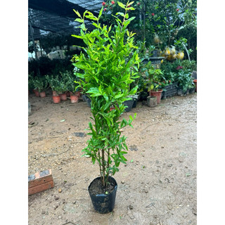 Cây Lựu Choai cao 70-80cm, ảnh thật tại vườn