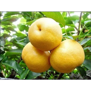 Cây Giống Lê Vàng, cây ghép cao 40-50cm ( ảnh thật tại vườn)