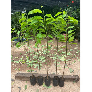 Cây Giống Na Ta dai sơ dừa, cao 80-100cm ( ảnh thật tại vườn)