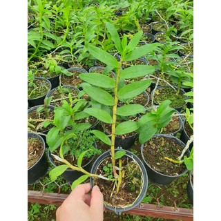 Hoa lan phi điệp siêu tím