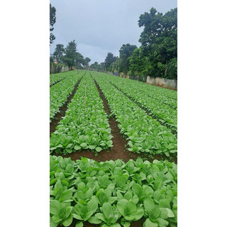 Gói 10 gram Hạt Giống Rau Cải Thìa/ Cải Chip ( cải thìa xanh)