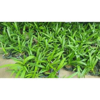 Lan Kiếm SỐ 1 Thái Lan