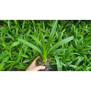 Lan Kiếm SỐ 1 Thái Lan