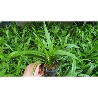 Lan Kiếm SỐ 1 Thái Lan