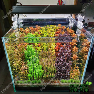 1 Nhánh Cây Thuỷ Sinh lá cạn