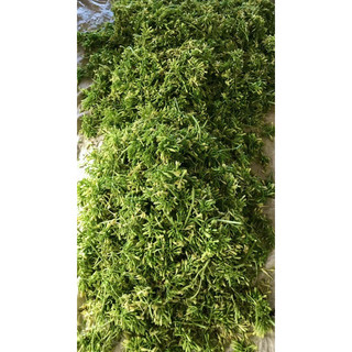 Bịch hoa đu đủ sấy lạnh