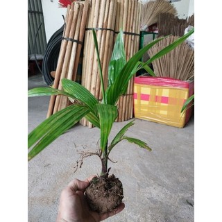 Cau giống, cau ta siêu quả ăn trầu, làm kẹo cau