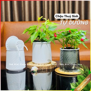 Chậu thuỷ sinh trồng hoa tự tưới, chậu trồng cây thông minh, decor trang trí bàn làm việc, phòng khách