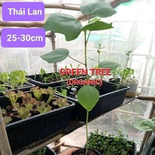 Combo 10 cây giống atiso đỏ (Thái Lan, Việt Nam), hoa đậu biếc