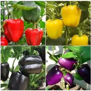 Hạt giống ớt chuông mix màu.