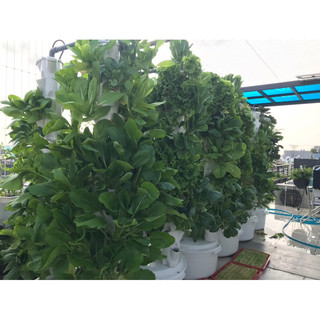 COMBO 2 BỘ TRỤ ĐÔI KHÔNG PHỤ KIỆN