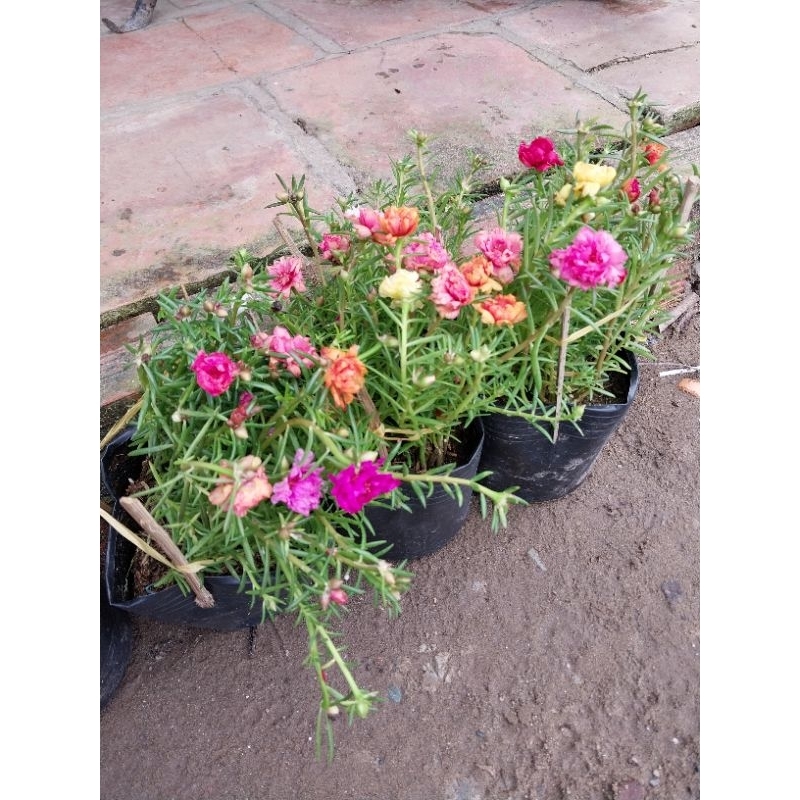 Cây hoa 10 giờ (mix nhiều màu, combo 4 chậu)