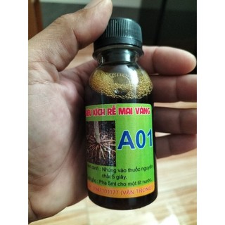Kích rễ mai vầng a01