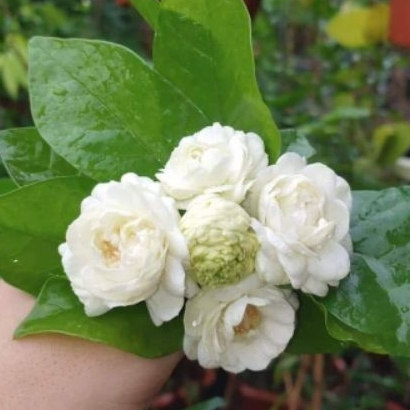 Cây Nhài Cổ Cánh Kép, Hoa Lài Cổ pha Trà Thơm Jun Garden