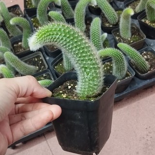Xương rồng đuôi cáo hồ ly rủ trắng lông mịn