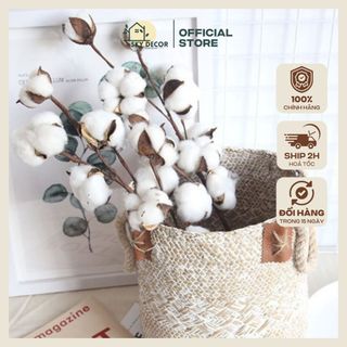 Hoa Gòn Khô, Hoa Khô Tự Nhiên Sky Decor