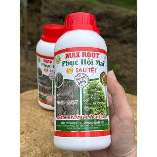Phục hồi mai sau tết