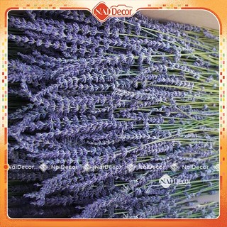Hoa lavender khô trang trí nai decor hoa oải hương, bó hoa khô 50g, hoa lavender pháp, hoa tím làm quà tặng, chụp ảnh
