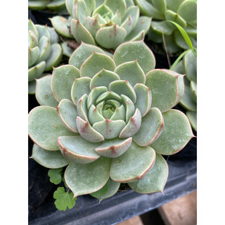 Cây sen đá vân mai_Ảnh thật🌵 [Chính hãng]⚡ [Ảnh thật] ❤ [FreeShip] ✈ [Có sẵn]