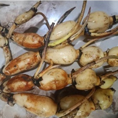 Combo 5kg Củ Sen Giống Trồng Lấy Củ Và Ngó Mầm Tốt Dễ Trồng 4 Tháng Thu Hoạch