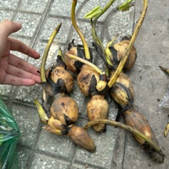Combo 5kg Củ Sen Giống Trồng Lấy Củ Và Ngó Mầm Tốt Dễ Trồng 4 Tháng Thu Hoạch