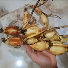 Combo 5kg củ sen giống