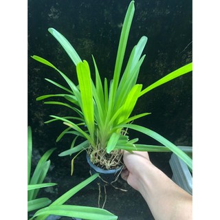 Kiếm đỏ ÚC