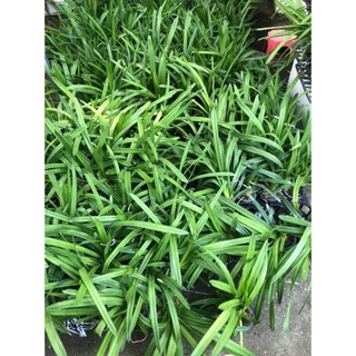 Kiếm đỏ ÚC
