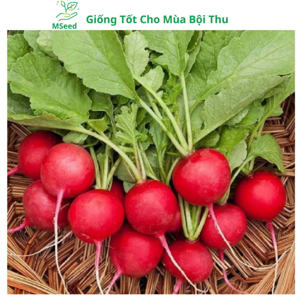 Hạt giống Củ Cải Đỏ (Tặng kèm phân bón), dễ trồng năng suất cao - MSeed