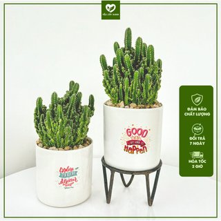 Xương Rồng Thanh Sơn - Xương Rồng Ngọn Núi 3 size