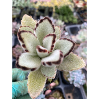 cây Sen đá nhung tai lừa tròn kalenchoe tomemtosa [Có sẵn] 🌵 [Chính hãng]⚡ [Ảnh thật] ❤ [FreeShip]
