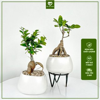 Cây Bonsai Si Nhật size Để Bàn Kèm Chậu Men Sứ Đa Dạng Kiểu Dáng