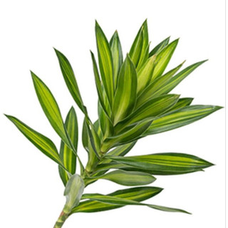 Cành Trúc bách hợp 40cm