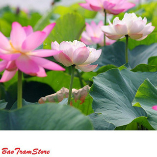 Hạt giống hoa sen ta - sen lớn gói 10 hạt xuất xứ Việt Nam