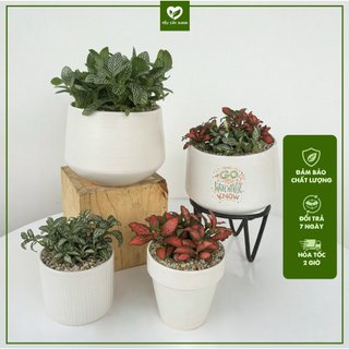 Cây Cẩm Nhung - Fittonia - Lá May Mắn